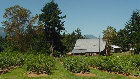 blue%20harvest%20farm%20-%20certified%20organic%20blueberries002011.jpg
