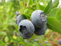 blue%20harvest%20farm%20-%20certified%20organic%20blueberries003010.jpg