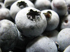blue%20harvest%20farm%20-%20certified%20organic%20blueberries005010.jpg